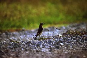 Culbianco. Esemplare maschio di Oenanthe oenanthe.De Agostini Picture Library / A. Calegari