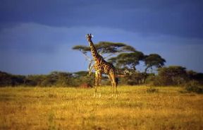 Savana. Un erbivoro di grossa mole: la giraffa.De Agostini Picture Library / F. Galardi