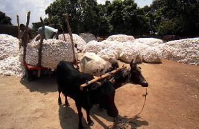 Burkina. Il trasporto del cotone nei punti di raccolta avviene ancora con mezzi tradizionali.De Agostini Picture Library/C. Sappa