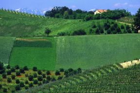 Piemonte. Paesaggio agricolo nei pressi di Diano d'Alba, nel Cuneese.De Agostini Picture Library/G. P. Cavallero