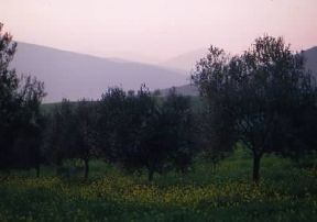 Grecia. Coltivazione di olivi nel Peloponneso.De Agostini Picture Library / G. SioÃ«n