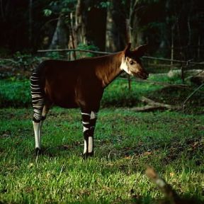Okapi . Esemplare di Okapia johnstoni.De Agostini Picture Library/P. Jaccod