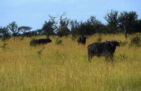 Savana. Bufali nella savana della TanzaniaDe Agostini Picture Library / F. Galardi