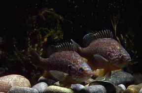 Persico. Esemplari di pesce persico sole (Eupomotis gibbosus).De Agostini Picture Library/A. Calegari