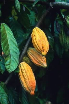 Cacao. Frutti di Theobroma cacao.De Agostini Picture Library/C. Sappa