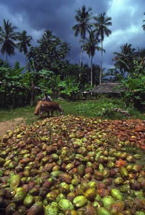 Tanzania. Raccolta delle noci di cocco nell'isola di Zanzibar.De Agostini Picture Library/S. Vannini