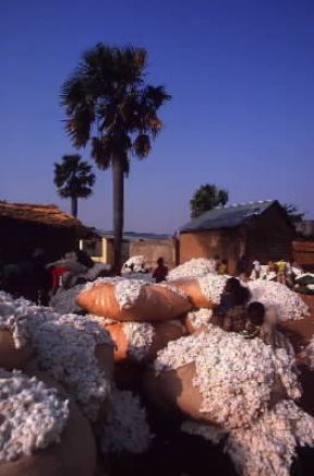 Togo. Balle di cotone pronte per essere inviate alle industrie tessili.De Agostini Picture Library/C. Sappa