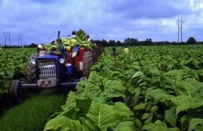 Carolina del Sud. Raccolta del tabacco in una piantagione.De Agostini Picture Library/G. Roli