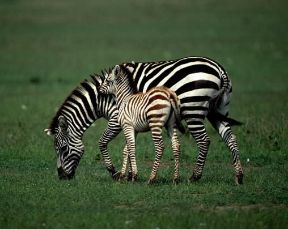 Zebra di Grant (Hippotigris quagga).De Agostini Picture Library/P. Jaccod