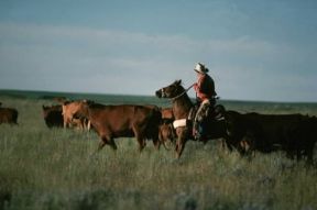 America. Allevamento del bestiame nello Stato del Montana.De Agostini Picture Library/G. Sioen