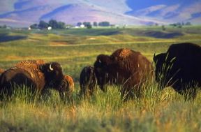 Montana. Bisonti nel National Bison Range.De Agostini Picture Library / G. SioÃ«n