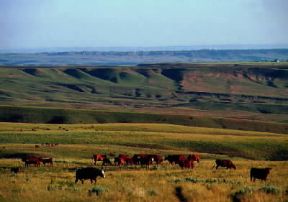 Prateria nel Montana (U.S.A.) con bovini al pascolo.De Agostini Picture Library/G. SioÃ«n