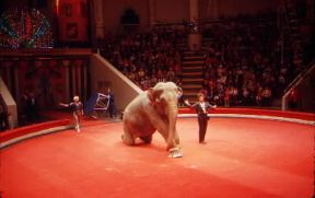 Circo. Uno spettacolo con un elefante ammaestrato.De Agostini Picture Library/Cedri