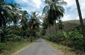 Antigua e Barbuda. Strada vicino alla foresta.De Agostini Picture Library/D. Minassian