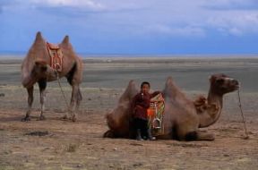 Asia. Cammelli nella regione del deserto del Gobi in Mongolia.De Agostini Picture Library/W. Buss
