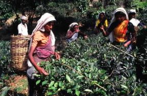 Asia. Raccolta del tÃ¨ in Sri Lanka.De Agostini Picture Library/C. Rives