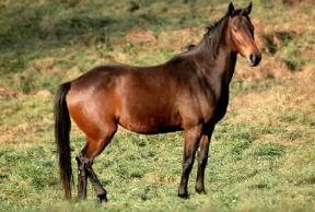 Baio. Cavallo maremmano con mantello baio.De Agostini Picture Library / C. Crose