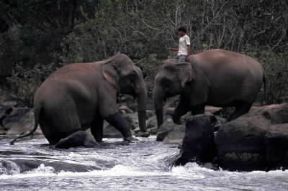 Asia. Elefanti indiani mentre fanno il bagno.De Agostini Picture Library/C. Sappa