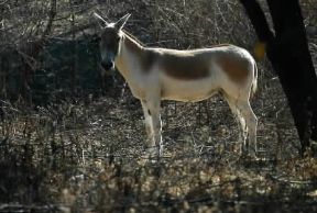 Asino. Esemplare di asino indiano (Equus hemionus ).De Agostini Picture Library/Dani-Jeske