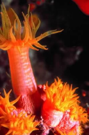 Celenterati. Esemplare di anemone di mare.De Agostini Picture Library/Dani-Jeske