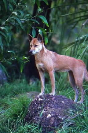 Dingo . Esemplare di Canis dingo.De Agostini Picture Library/G. SioÃ«n