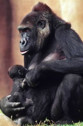 Gorilla di pianura.De Agostini Picture Library / Dani-Jeske