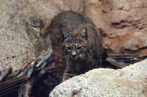 Lince rossa (Lynx rufus baileyi).De Agostini Picture Library/Dani-Jeske