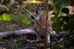 Parco Nazionale . Paesaggio e fauna di un parco australiano.De Agostini Picture Library/G. SioÃ«n
