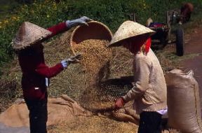 Repubblica Socialista del Viet Nam. L'agricoltura occupa la maggioranza assoluta della popolazione.De Agostini Picture LibraryC. Sappa