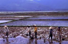Repubblica Socialista del Viet Nam. Campi di riso presso Quinon.De Agostini Picture Library/C. Sappa