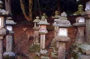 Shintoismo . Lanterne in pietra nel tempio di Kasuga a Nara.De Agostini Picture Library/G. SioÃ«n