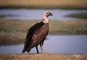 Avvoltoio comune (Gyps bengalensis).De Agostini Picture Library / Dani-Jeske