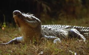 Coccodrillo. Esemplare di Crocodylus porosus.De Agostini Picture Library/Dani-Jeske