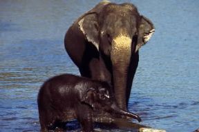Elefante . Femmina e piccolo di Elephas maximus.De Agostini Picture Library/Dani-Jeske