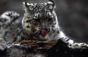 Leopardo delle nevi o irbis.De Agostini Picture Library/Dani-Jeske