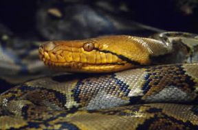 Pitone reticolato (Python reticulatus).De Agostini Picture Library/Dani-Jeske