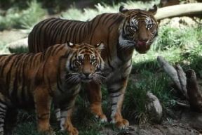 Tigre. Esemplari di Panthera tigris sumatrae.De Agostini Picture Library/Dani/Jeske