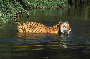 Tigre. Esemplare di Panthera tigris tigris.De Agostini Picture Library/Dani/Jeske