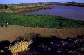 Sudan. Coltivazioni lungo il Nilo; l'agricoltura occupa la maggioranza dei Sudanesi.De Agostini Picture Library/C. Sappa