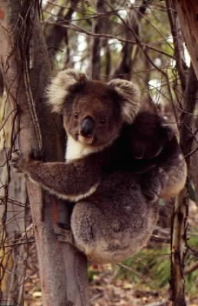 Marsupiali. Il koala (Phascolarctus cinereus) con il marsupio rivolto all'indietro.De Agostini Picture Library/Dani-Jeske