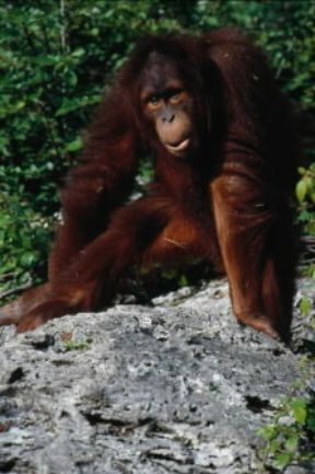 Orango . Esemplare di Pongo pygmaeus.De Agostini Picture Library/C. Dani/I. Jeske