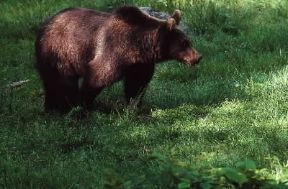 Orso . Un esemplare di Ursus arctos Marsicanus.De Agostini Picture Library/C. Dani/I. Jeske