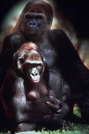Primati. Esemplare di gorilla (Gorilla gorilla).De Agostini Picture Library/C. Dani-I. Jeske