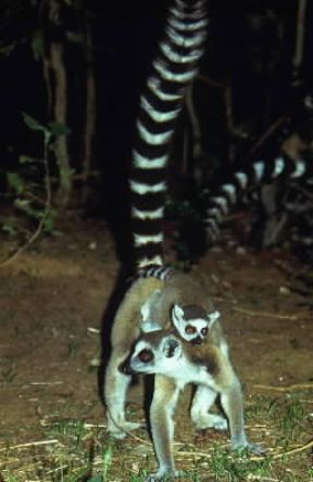 Primati. Catta (Lemur catta).De Agostini Picture Library/C. Dani-I. Jeske