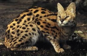 Serval . Esemplare di Felis serval. De Agostini Picture Library/C. Dani/I. Jeske