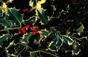 Agrifoglio. Llex aquifolium.De Agostini Picture Library/C. Sappa