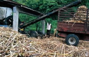 Antille. Un passaggio nella lavorazione della canna da zucchero presso l'isola di Dominica.De Agostini Picture Library/L. Romano