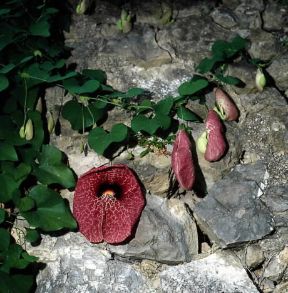 Aristolochia. Esemplare di Aristolochia gigantea.De Agostini Picture Library/A. Moreschi