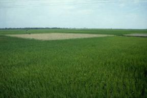 Bangladesh. Veduta di campi di riso.Farabolafoto