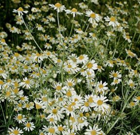 Le piante officinali: la camomilla. Piante officinali. La camomilla, molto diffusa in Asia e in Europa, viene coltivata per la nota azione sedativa e antispasmodica dei suoi fiori, dal caratteristico aroma. Per questo motivo si ritiene che faciliti l'addormentamento.